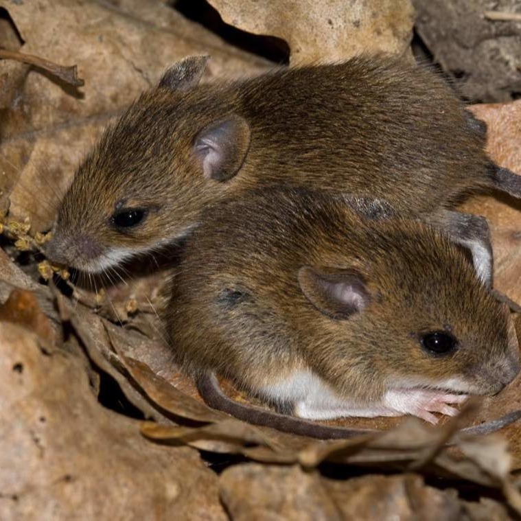 Уничтожения мышей в частном доме в Туркестане?