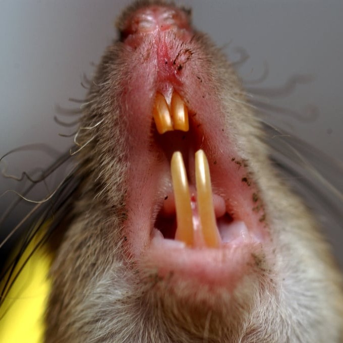 Дератизация крыс в Туркестане?